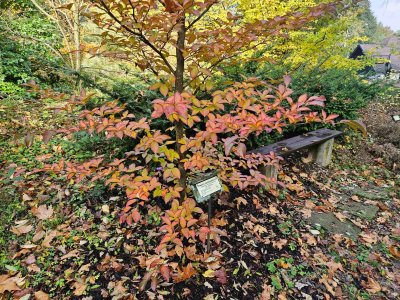 Stewartia pseudocamellia 'koreana'
